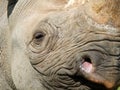 Close up of the face of a baby black rhinoceros with eye and horn Royalty Free Stock Photo