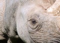 Close up of the face of a baby black rhinoceros with eye and horn Royalty Free Stock Photo