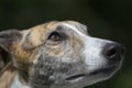 Full frame close up face of a pet adopted greyhound dog. Brilliant eye Royalty Free Stock Photo