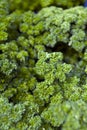 Full frame close-up fresh curly parsley leaves in garden Royalty Free Stock Photo