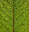 Full frame close up of an green early autumn leaf showing veins and cells Royalty Free Stock Photo