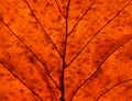 Full frame close up of an illuminated brown autumn leaf showing veins and cells Royalty Free Stock Photo