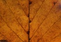 Full frame close up of an orange brown autumn leaf showing veins and cells Royalty Free Stock Photo