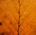 Full frame close up of an orange brown autumn leaf showing veins and cells Royalty Free Stock Photo