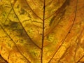 Full frame close up of an orange brown autumn leaf showing veins and cells Royalty Free Stock Photo