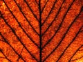Full frame close up of an orange brown autumn leaf showing veins and cells Royalty Free Stock Photo