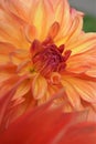 Close-up of an Orange Dahlia Flower Royalty Free Stock Photo