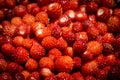 Full frame close up of pile of fresh ripe red wild strawberries harvested from garden in summer Royalty Free Stock Photo