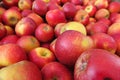 Full frame close up of pile red yellow apples wellant Royalty Free Stock Photo