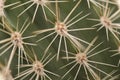 Full frame close up of prickly thorn of a green cactus