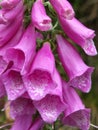 Full frame close up of spotted purple wild foxglove flowers with raindrops Royalty Free Stock Photo