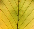 Full frame close up of a yellow autumn leaf showing veins and cells Royalty Free Stock Photo