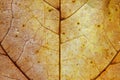 Full frame close up of a yellow and brown autumn leaf with veins and cells show in detail Royalty Free Stock Photo