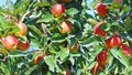 Full frame closeup of isolated green tree branches with bright ripe red apples - Germany Royalty Free Stock Photo