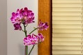 Close up view view of a purple and white flowering moth orchid plant Royalty Free Stock Photo