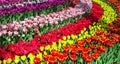 Full frame of colorful tulips Royalty Free Stock Photo