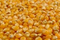 Full frame of corn cereal. Selective focus Royalty Free Stock Photo