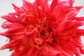 Full frame Dahlia flower