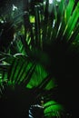 Full frame dark palm foliage