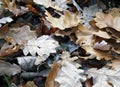 Dead brown autumn leaves wet with raindrops decaying on a forest floor Royalty Free Stock Photo