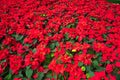 Full frame display of blooming poinsettia at garden bed, ornamental seasonal flower well known for its red and green foliage and