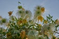 Full frame of faded clematis against a blue cloudy sky. Royalty Free Stock Photo