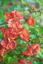 Full frame flowering quince branches as a backdrop.