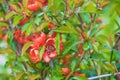 Full frame flowering quince branches as a backdrop.