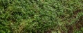 Full frame of fresh green Thyme. Thyme or Thymus vulgaris - perennial herb with tiny aromatic leaves.