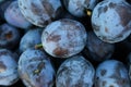 Full frame of fresh ripe plums as a background