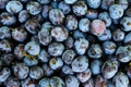 Full frame of fresh ripe plums as a background