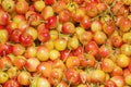 Full frame of fresh ripe Rainier cherries. Golden cherry with pink-red blush