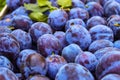 Full frame of fruit plums, prunus domestica