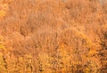 Full frame golden yellow autumn forest canopy background Royalty Free Stock Photo