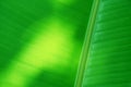 Full frame green banana leaves for background Royalty Free Stock Photo