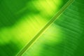 Full frame green banana leaves for background Royalty Free Stock Photo