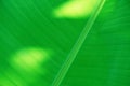 Full frame green banana leaves for background Royalty Free Stock Photo