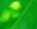 Full frame green banana leaves for background Royalty Free Stock Photo