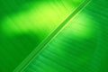 Full frame green banana leaves for background Royalty Free Stock Photo