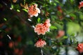 Full frame of green branches with white and pink mottled flowers Punica granatum