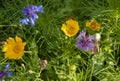 Full frame green foliage and bright multi-colored summer flowers with selective focus Royalty Free Stock Photo