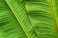 Full frame green fresh of banana leaf for background or cover page decorative.