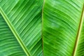 Full frame green fresh of banana leaf for background or cover page decorative.