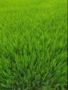 Full Frame Green Grass Lawn texture background. Top view