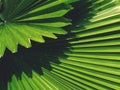 Full frame of Green palm leaf plant is beautiful background