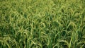 Full frame of green rice at sunrise as background