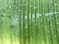 Full frame of green and yellow banana leaf with many rain drops Royalty Free Stock Photo