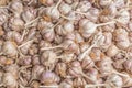 Group of Garlic Cloves and Bulb, Backgroun