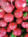 Full frame of a group of radish Royalty Free Stock Photo