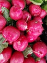 Full frame of a group of radish